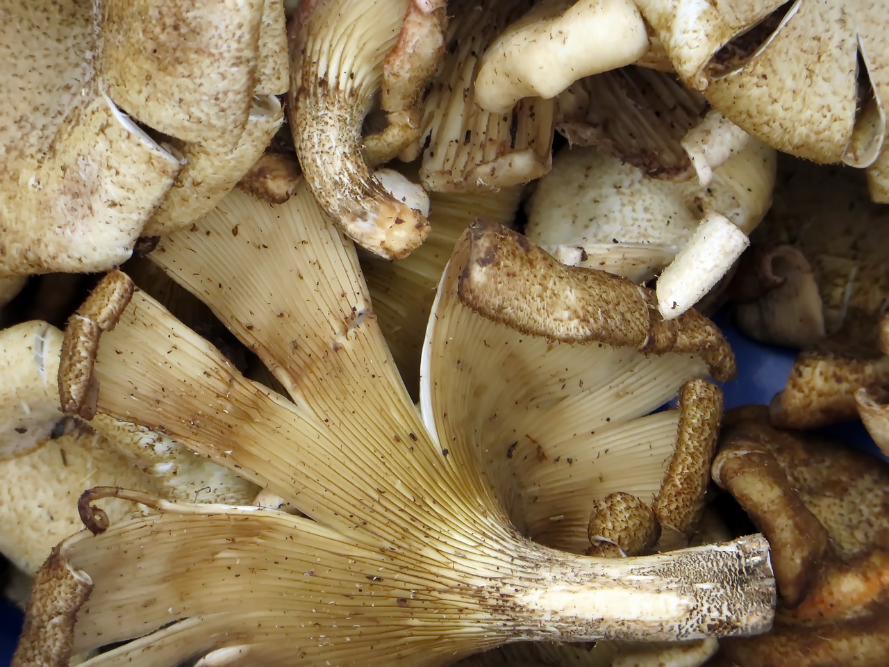 laos market mushrooms free photo