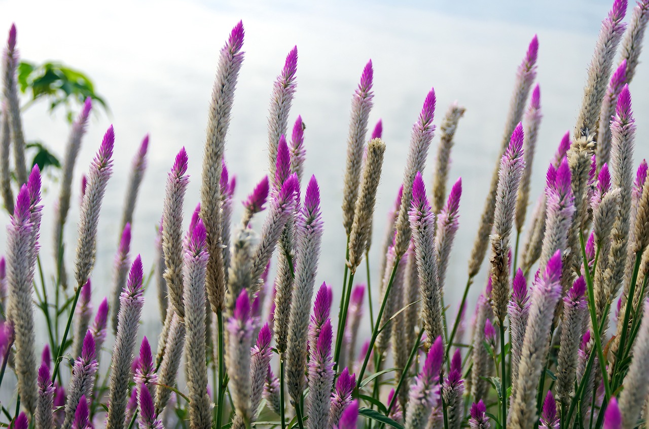 laos pink flowers erected free photo