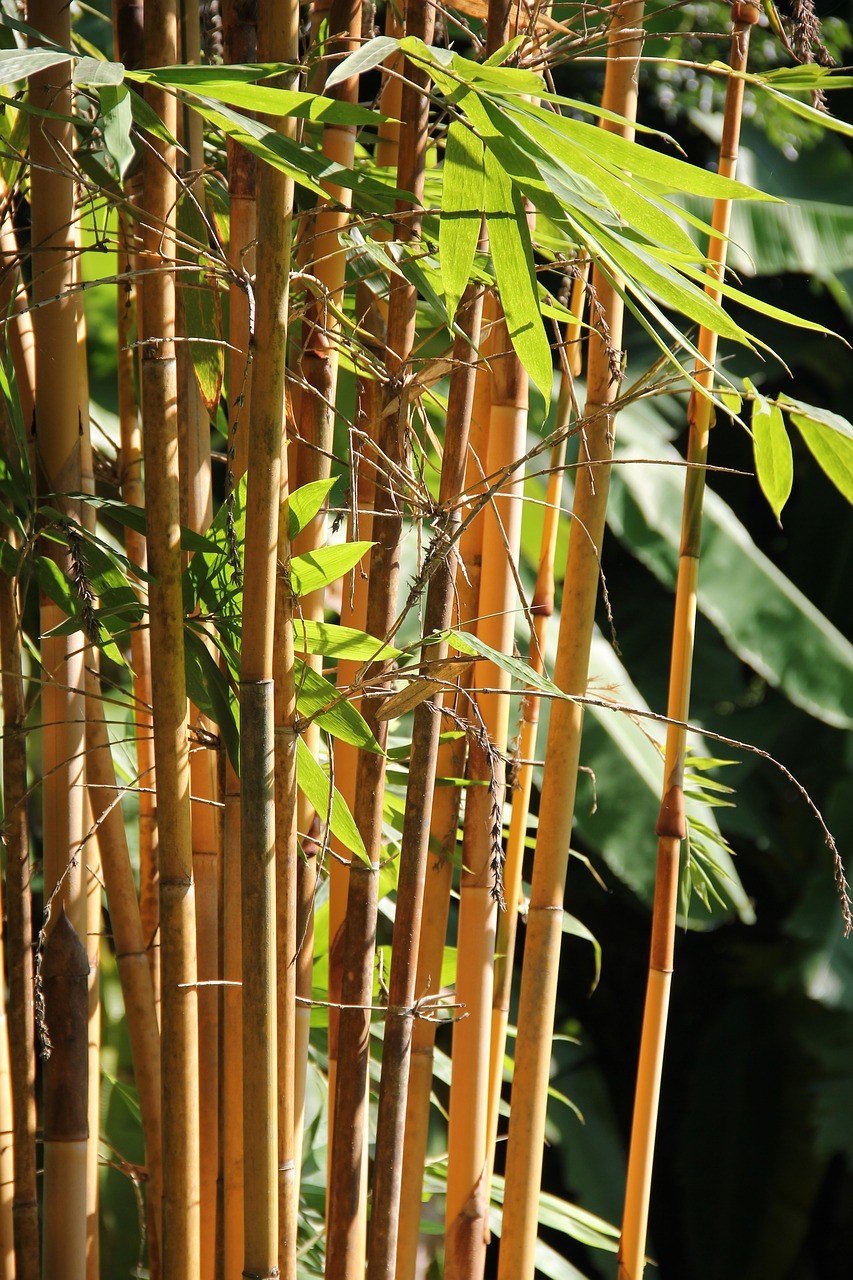 laos garden bamboo free photo