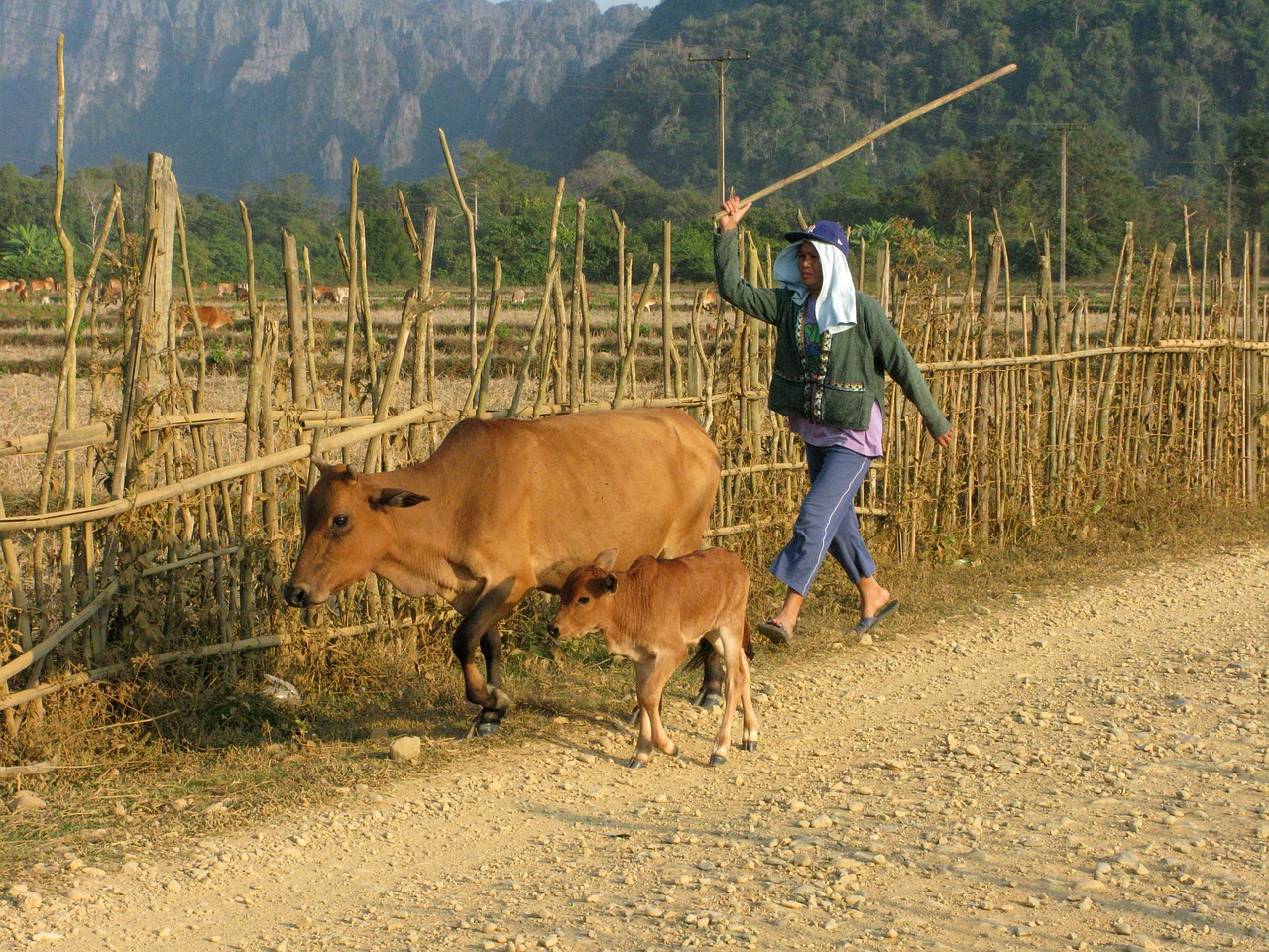 laos vang vieng animals free photo