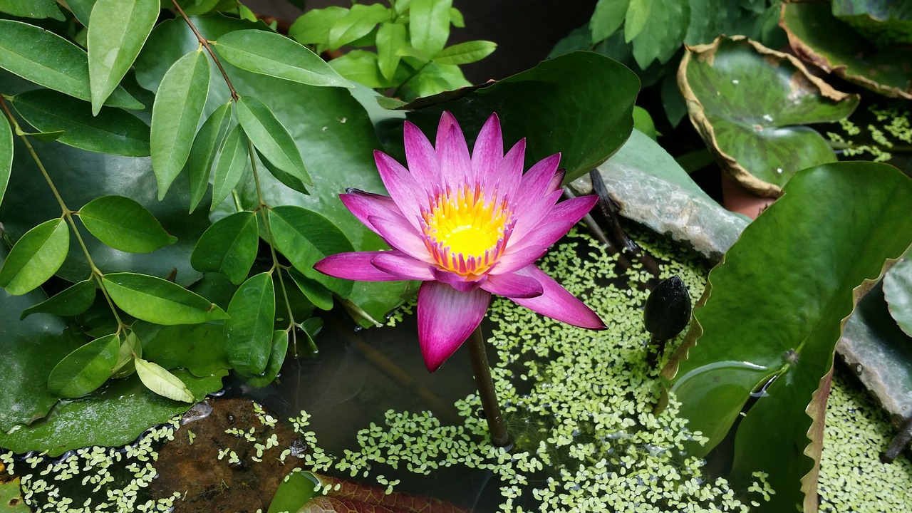 water lily lotus laos free photo