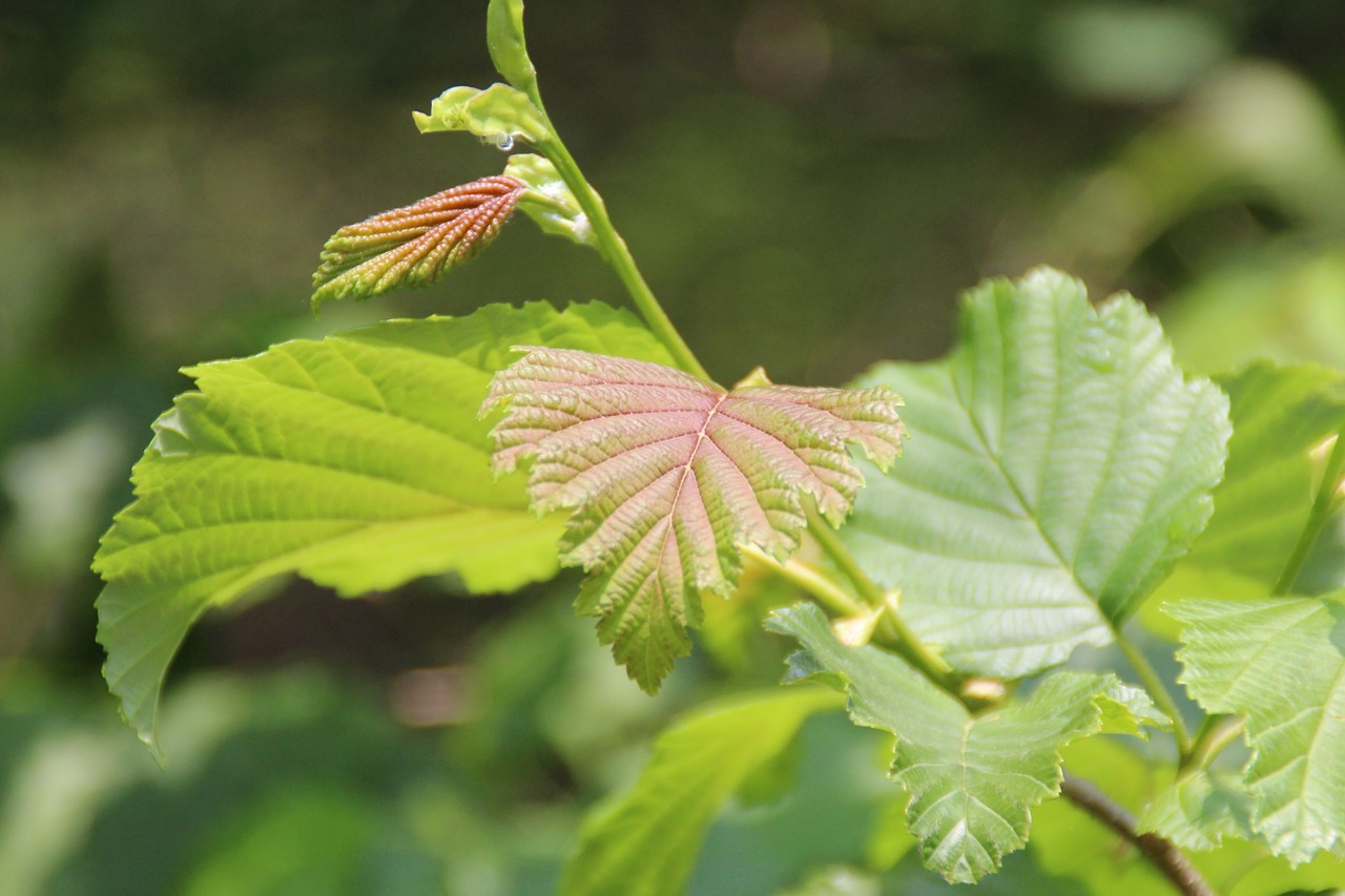 laoshan natural the leaves free photo