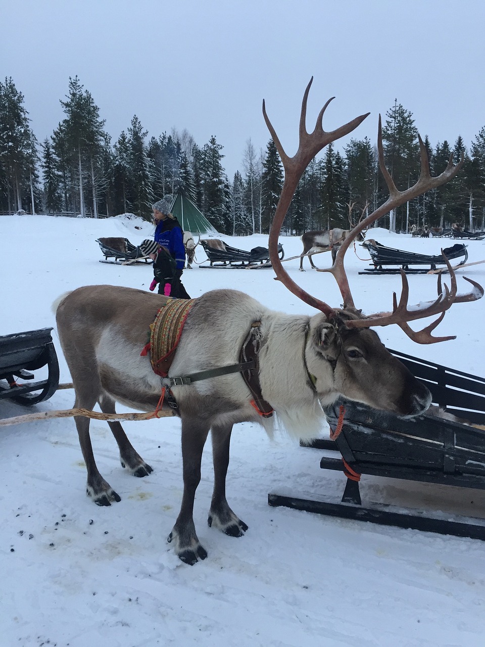 lapland reindeer snow free photo