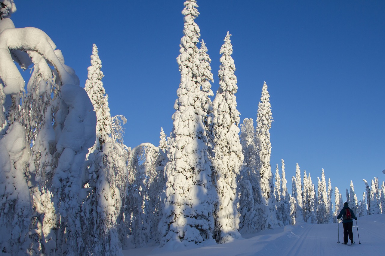 lapland winter snow free photo