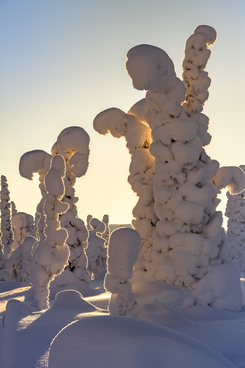 lapland winter snow free photo