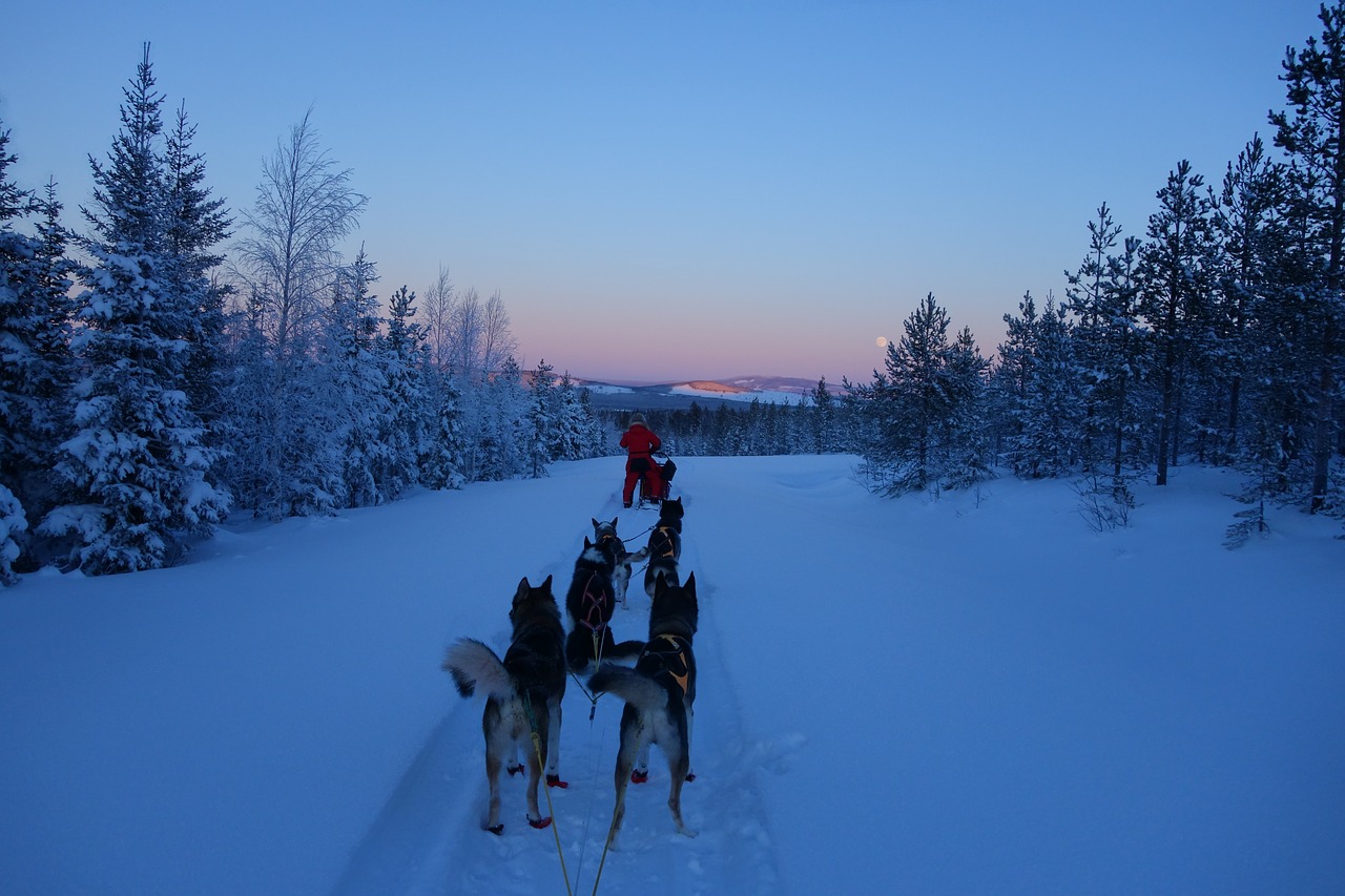 lapland  snow  nature free photo