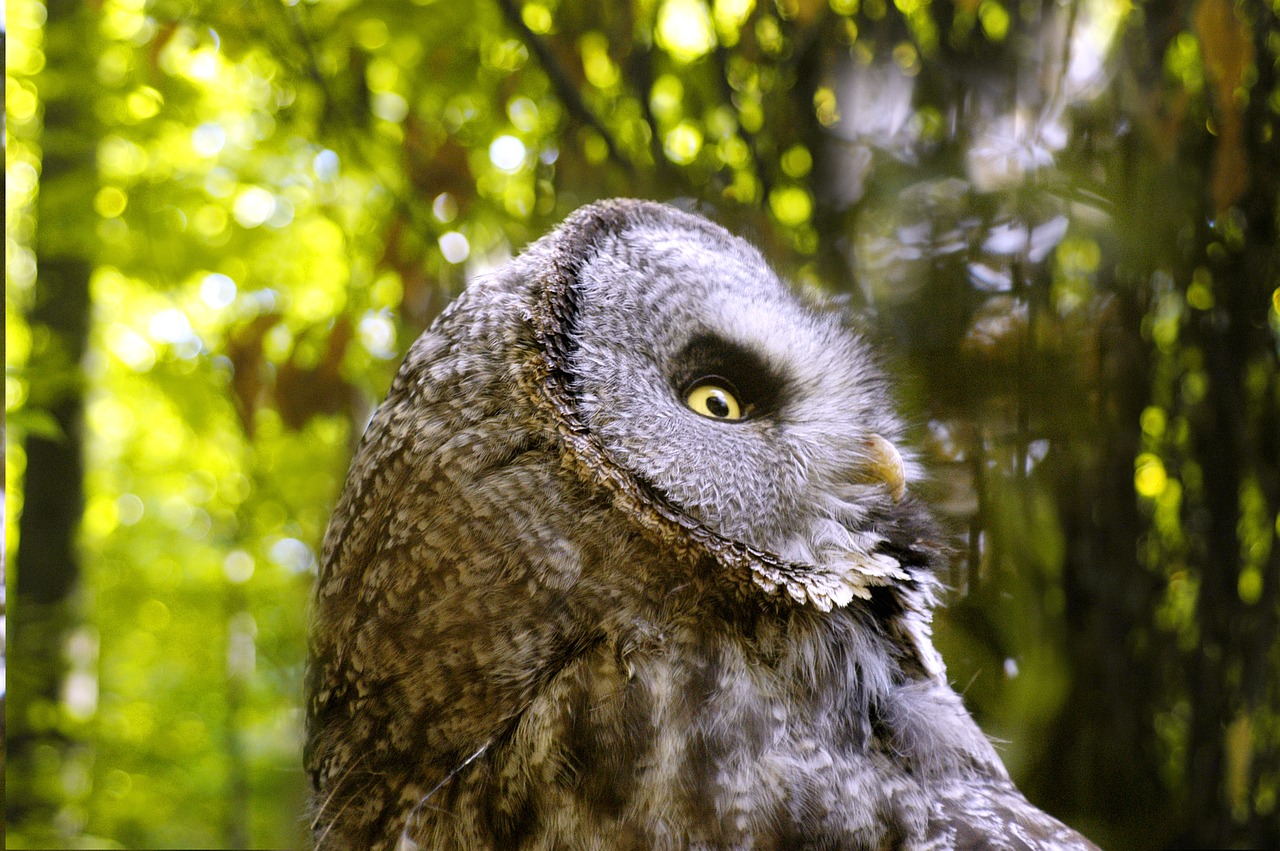 lapland  owl  nature free photo