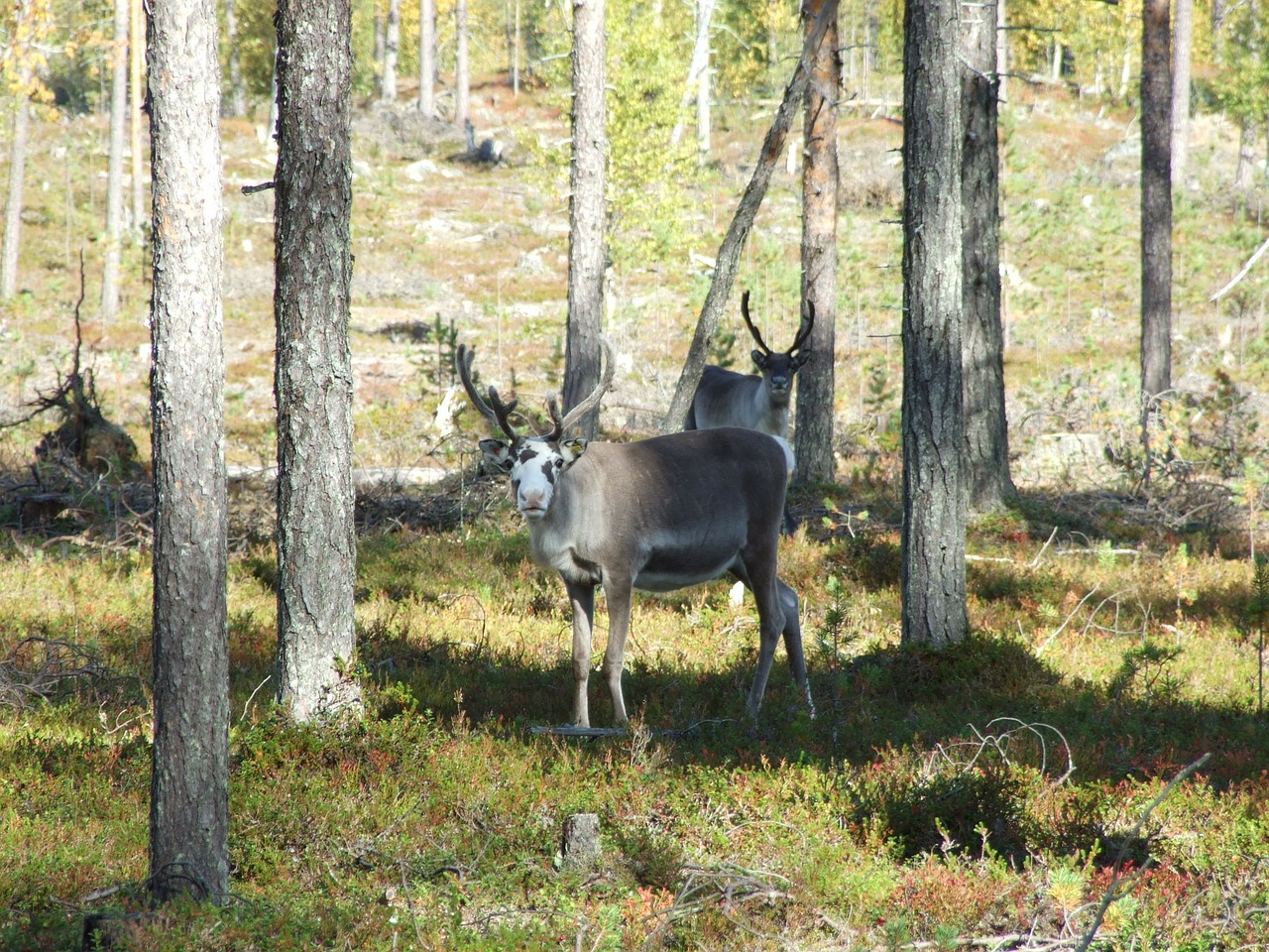 lapland reindeer terrain free photo