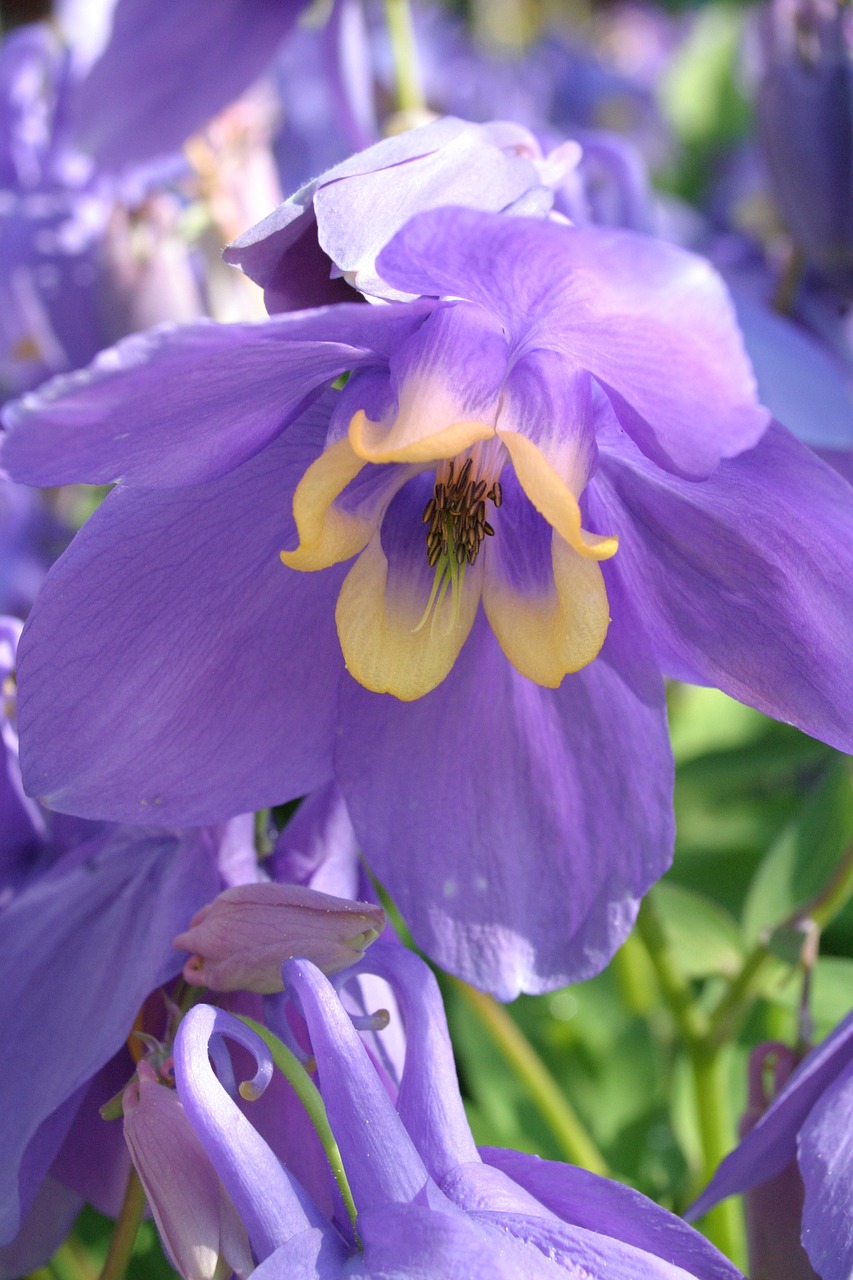 lapland columbine  aquilegia olympic  flowering in may free photo