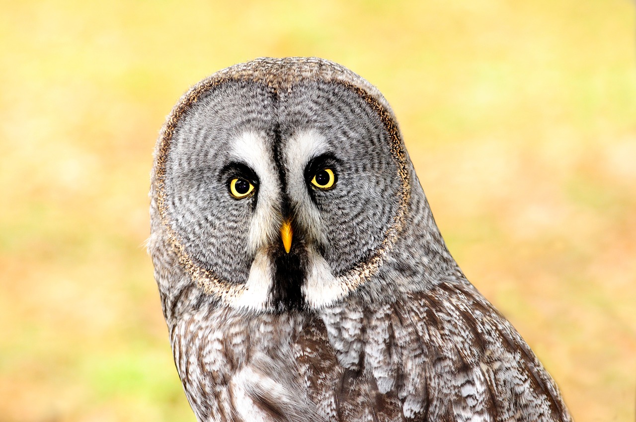 lapland owl bird of prey bird free photo