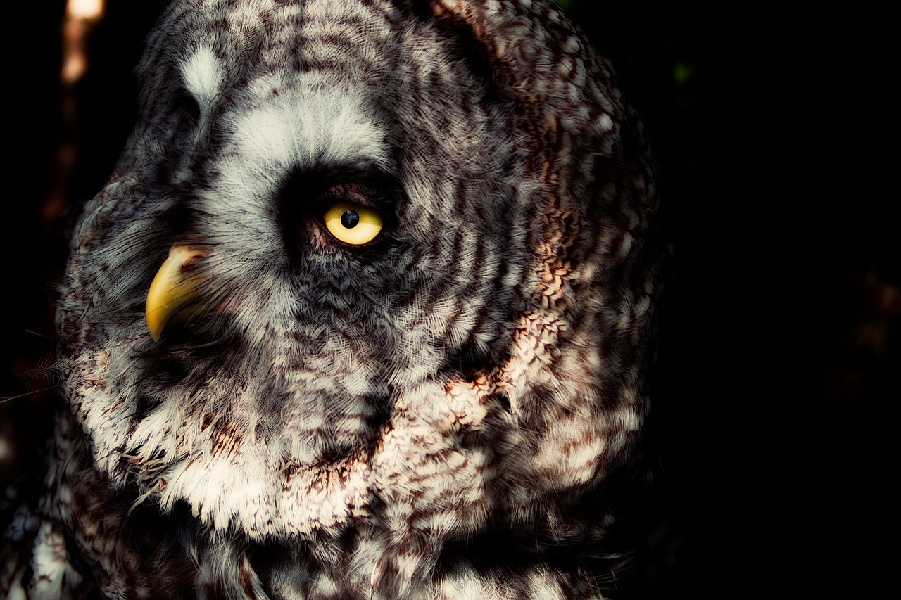 lapland owl owl eyes free photo