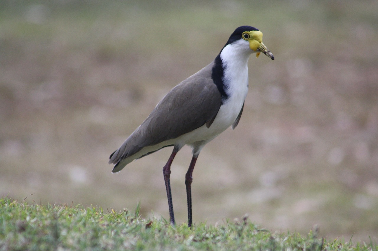 lapwing  plover  bird free photo