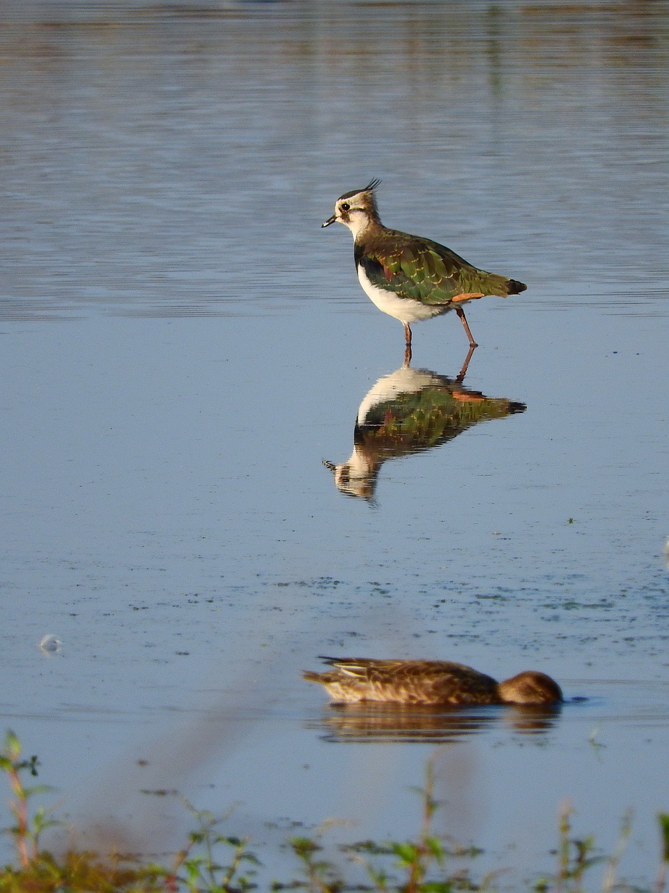 lapwing  watt bird  mirroring free photo