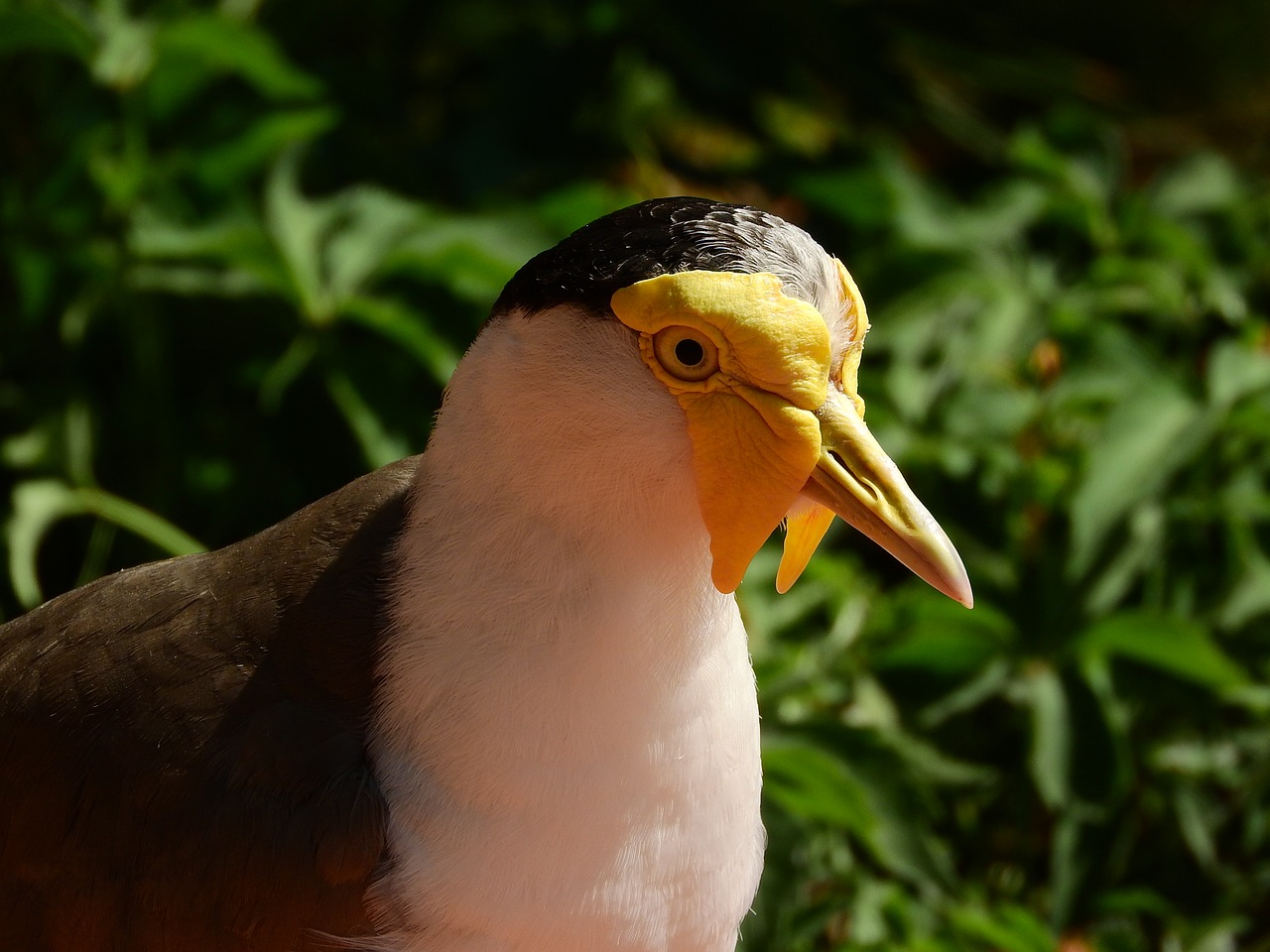 lapwing australian vanellus miles miles peewit free photo