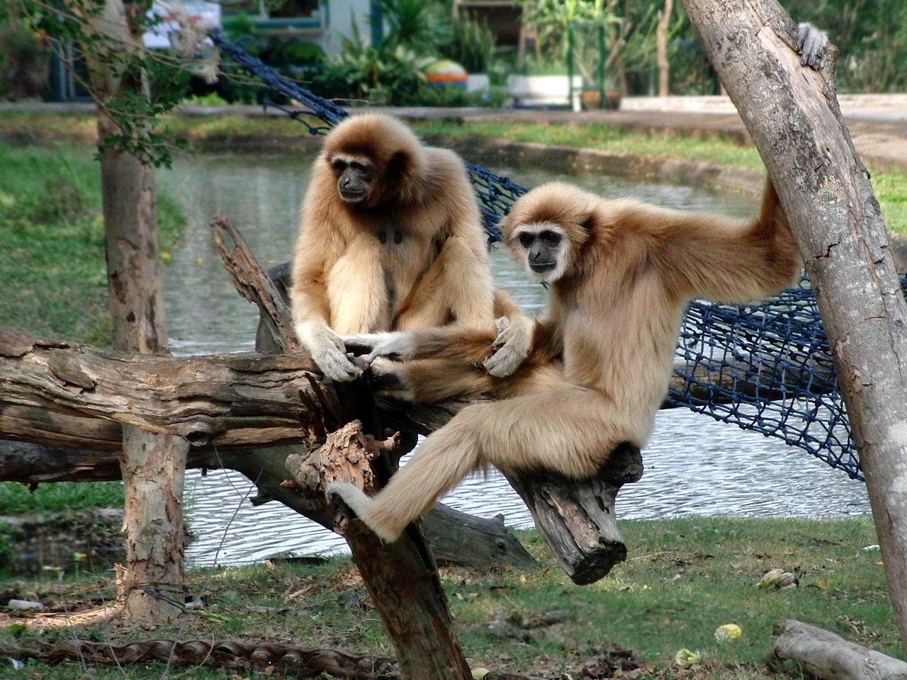 lar gibbon lar monkey free photo