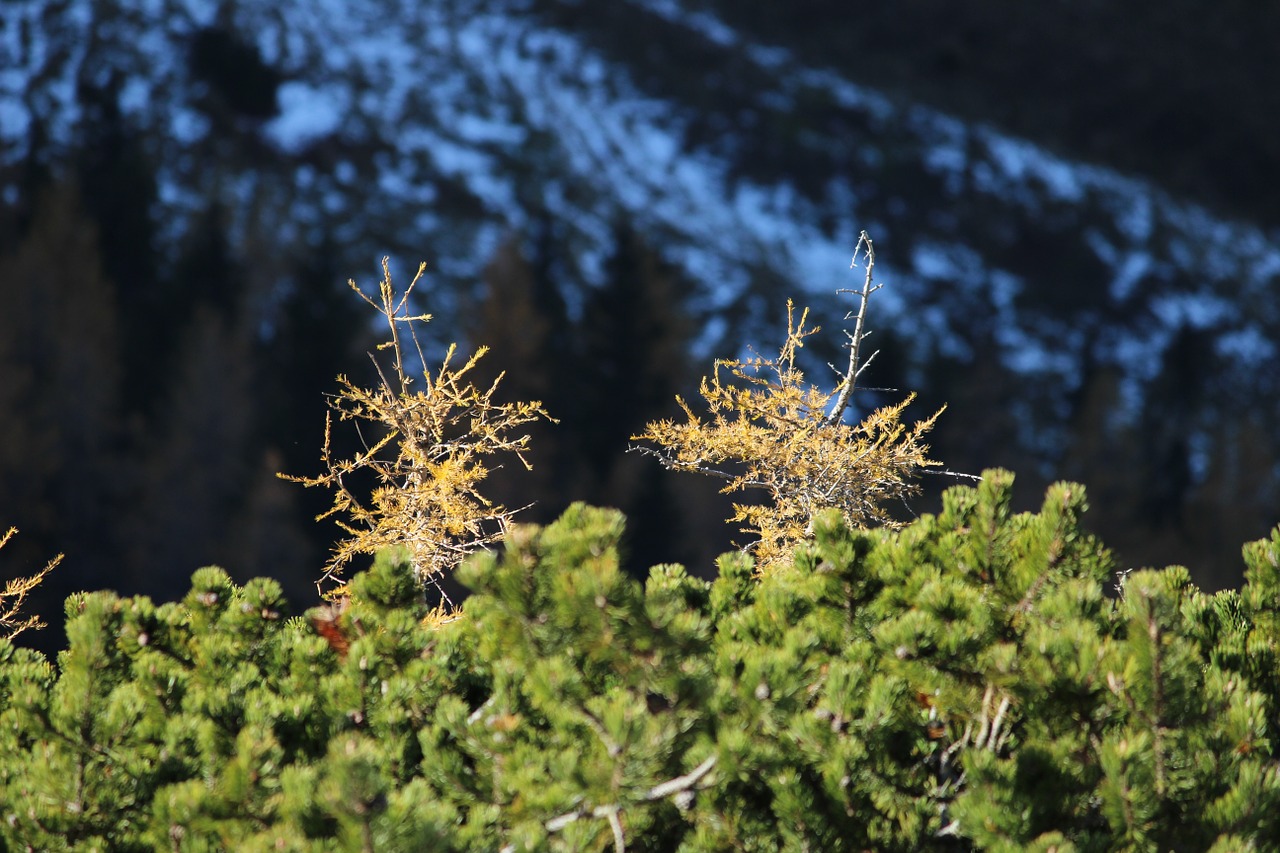 larch mountain pine autumn snow free photo