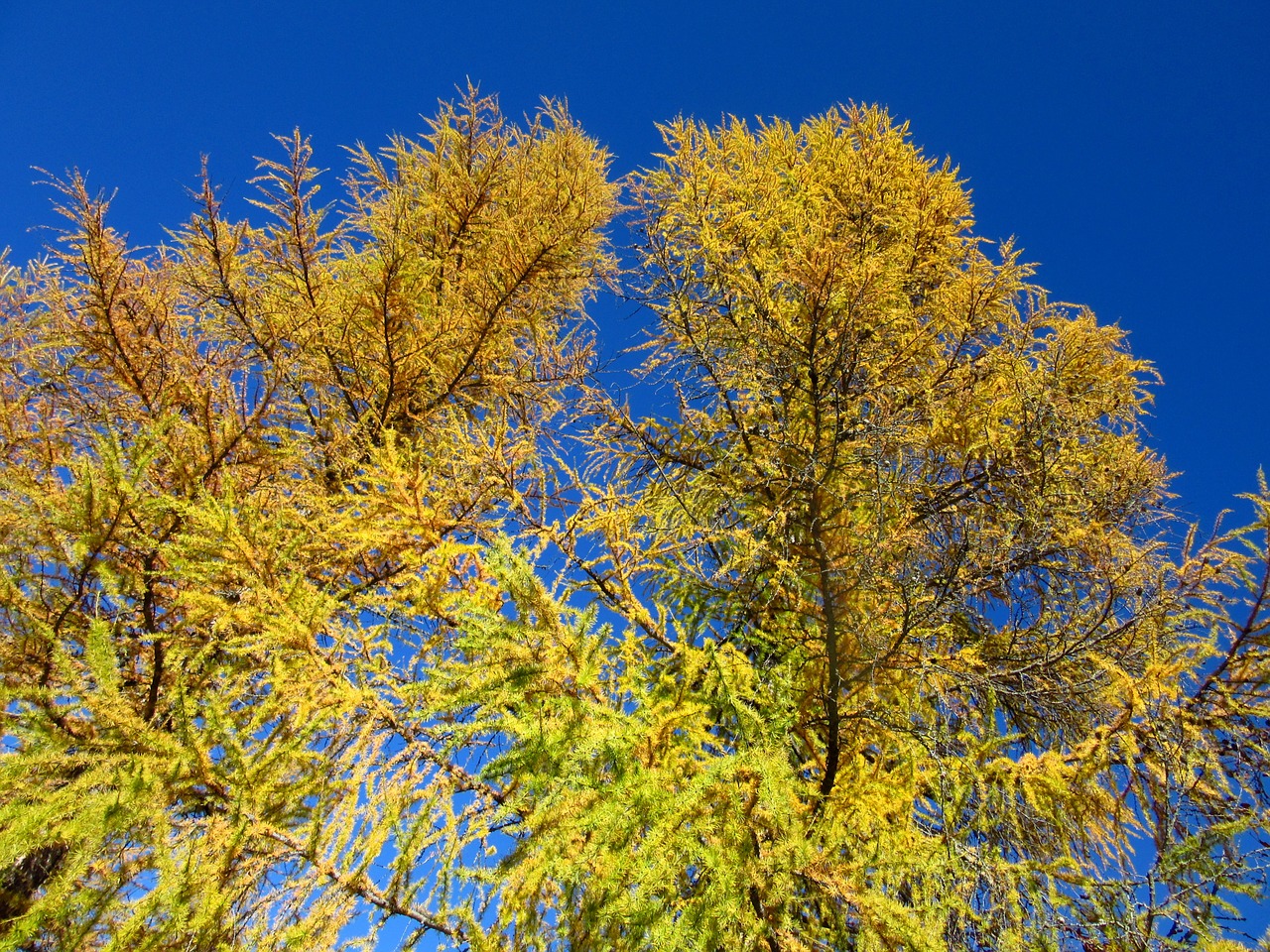 larch trees fall color free photo