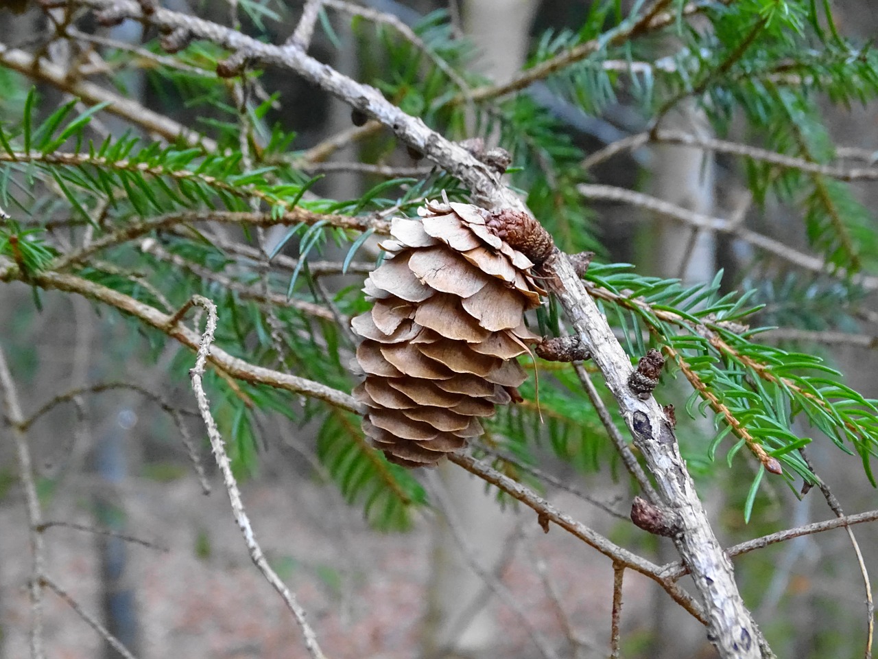 larch tap larch cones free photo