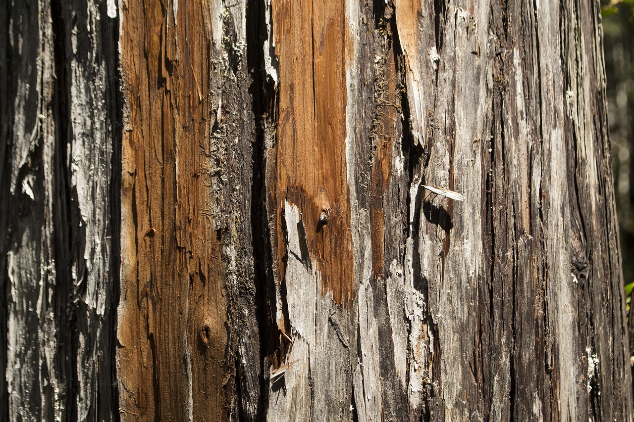 larch wood texture free photo