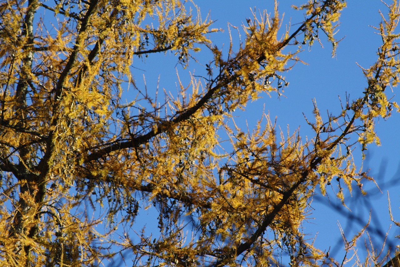 larch tree yellow free photo