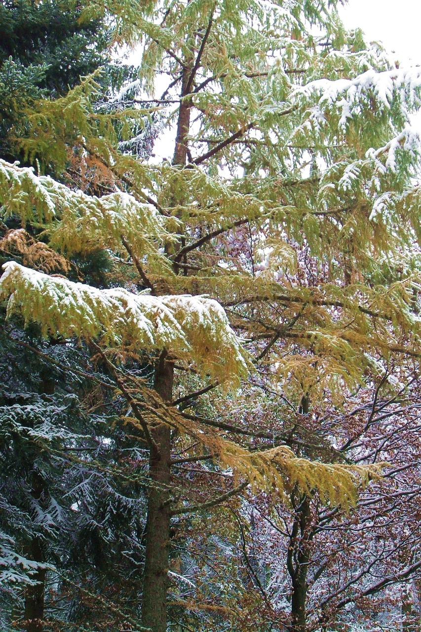 larch snow winter free photo