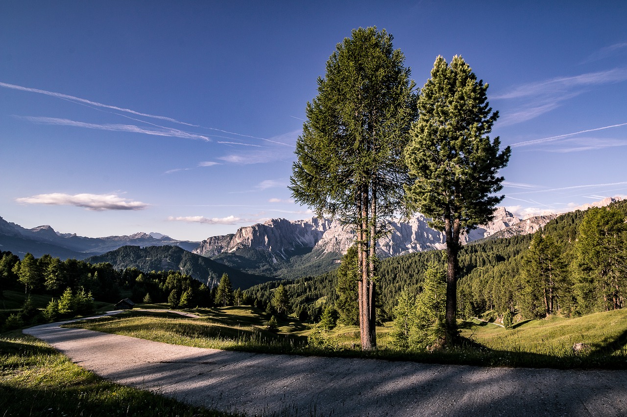 larch zirm nature free photo