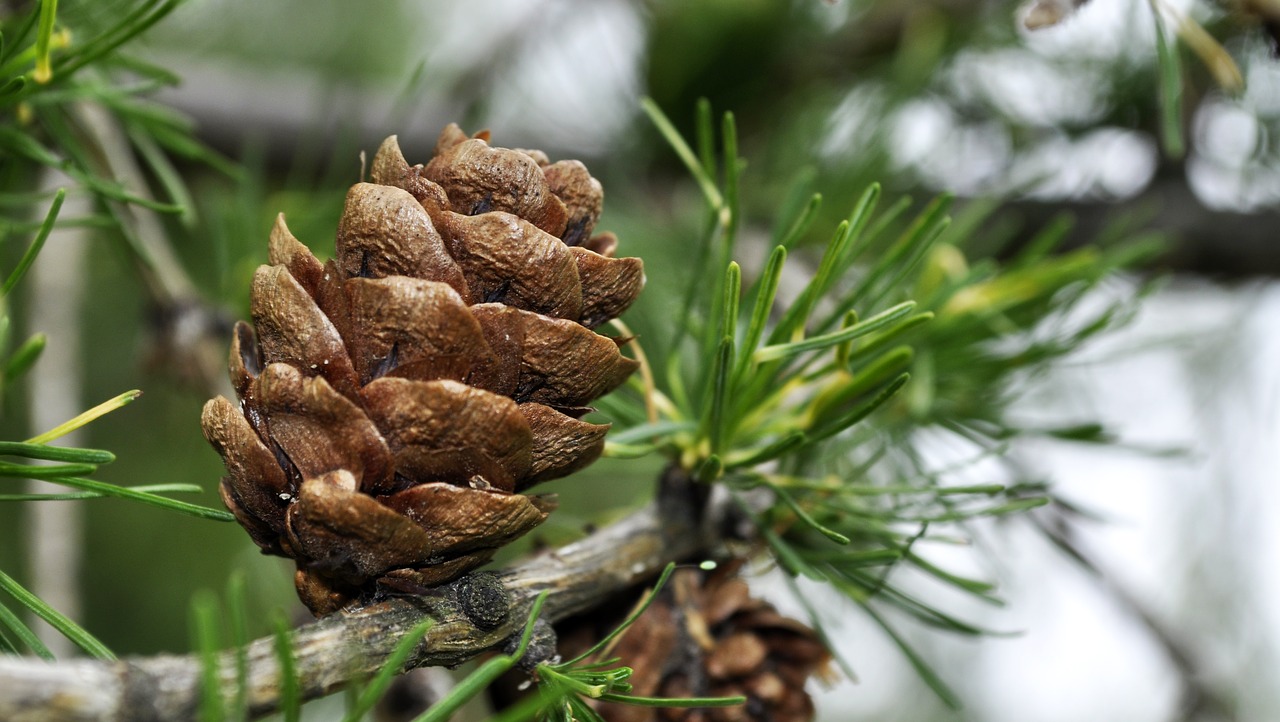 larch pine cone iglak free photo