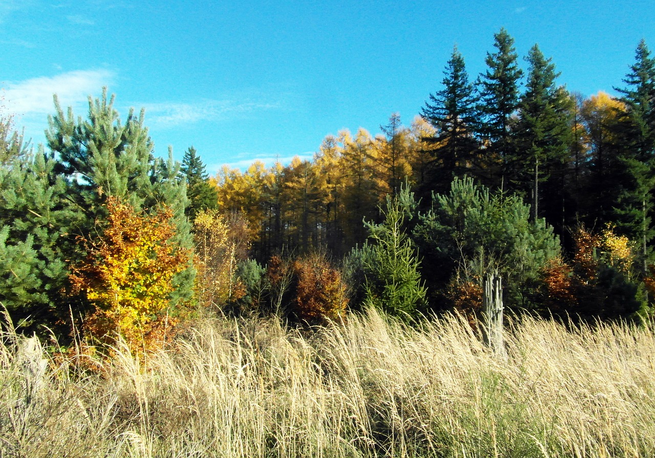 larch golden conifer free photo