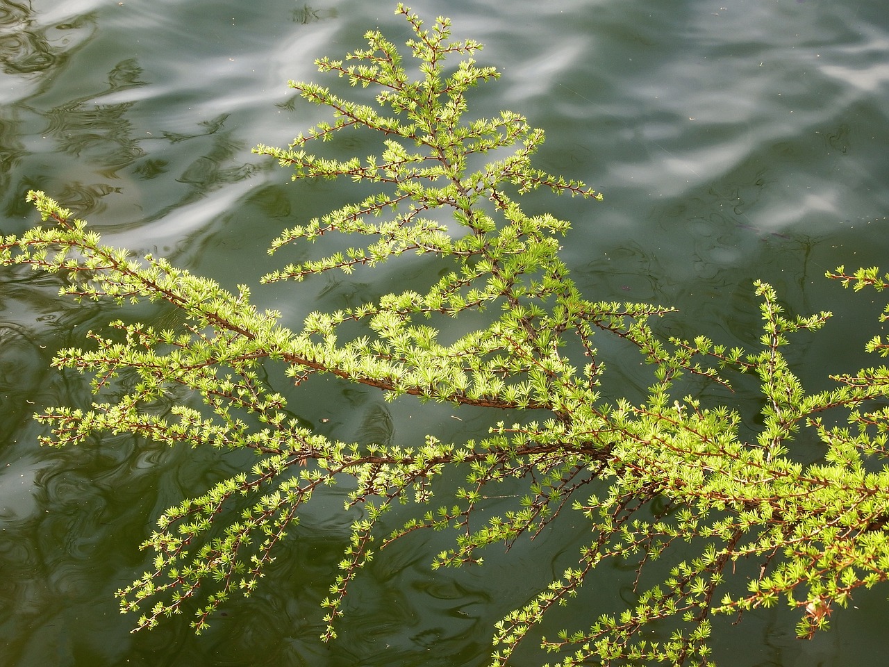 larch pine spruce free photo