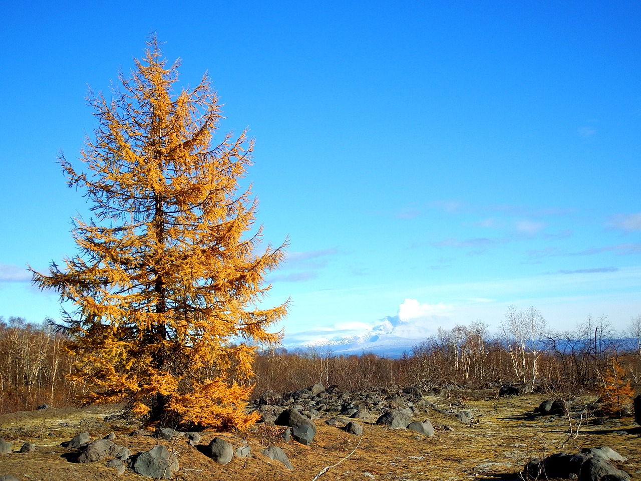 larch autumn fall colors free photo