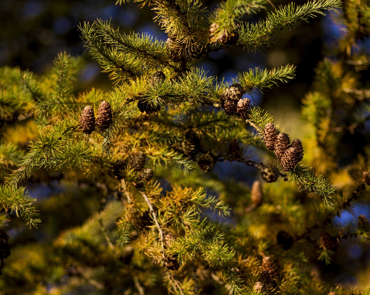 larch cones larch cones free photo