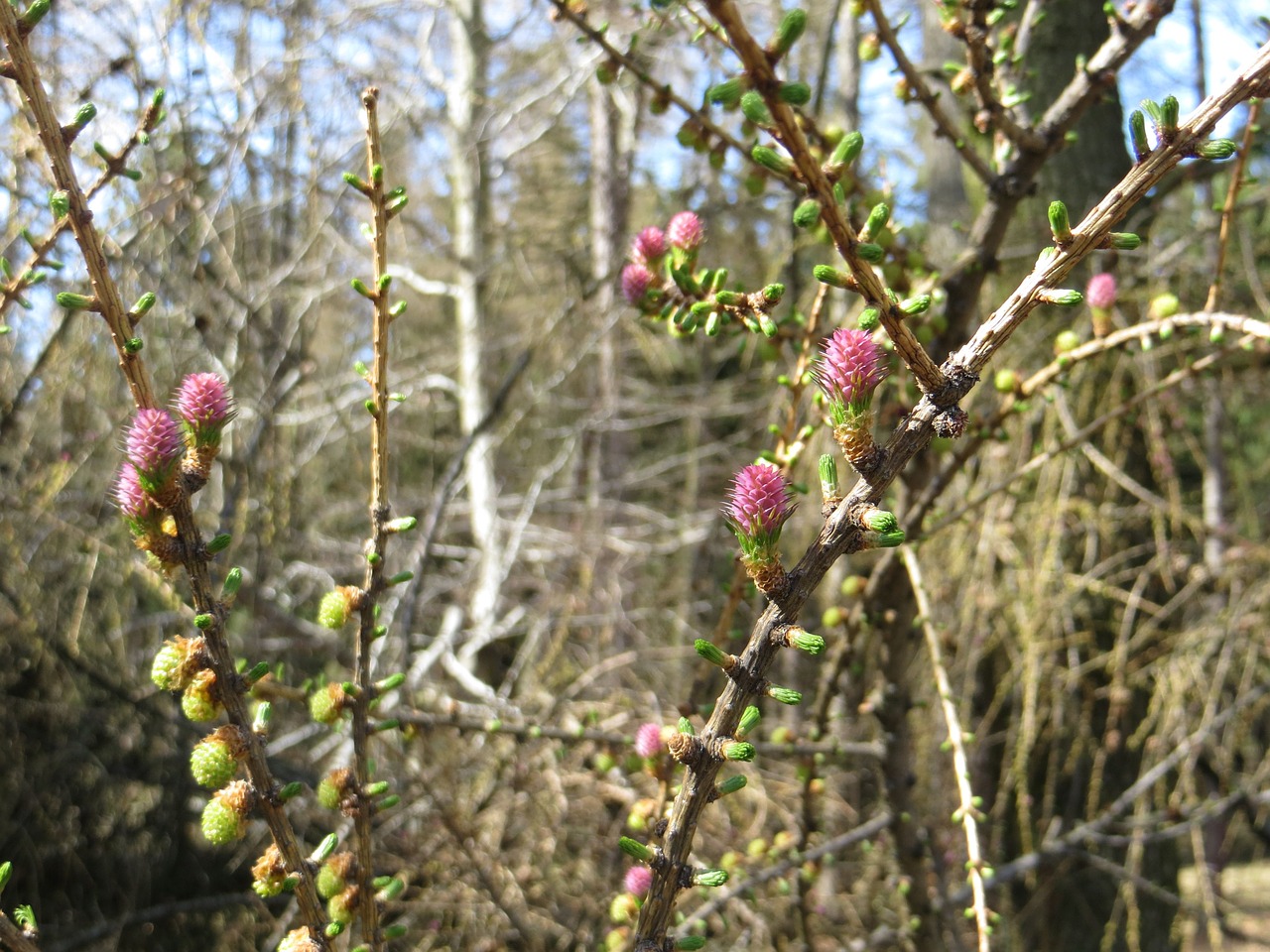 larch  tree  cone free photo