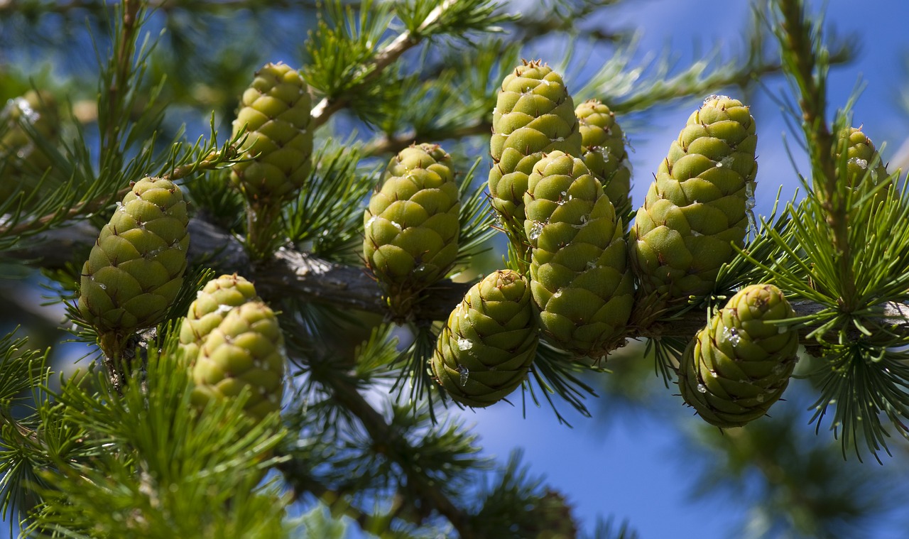 larch  alpine  tyrol free photo