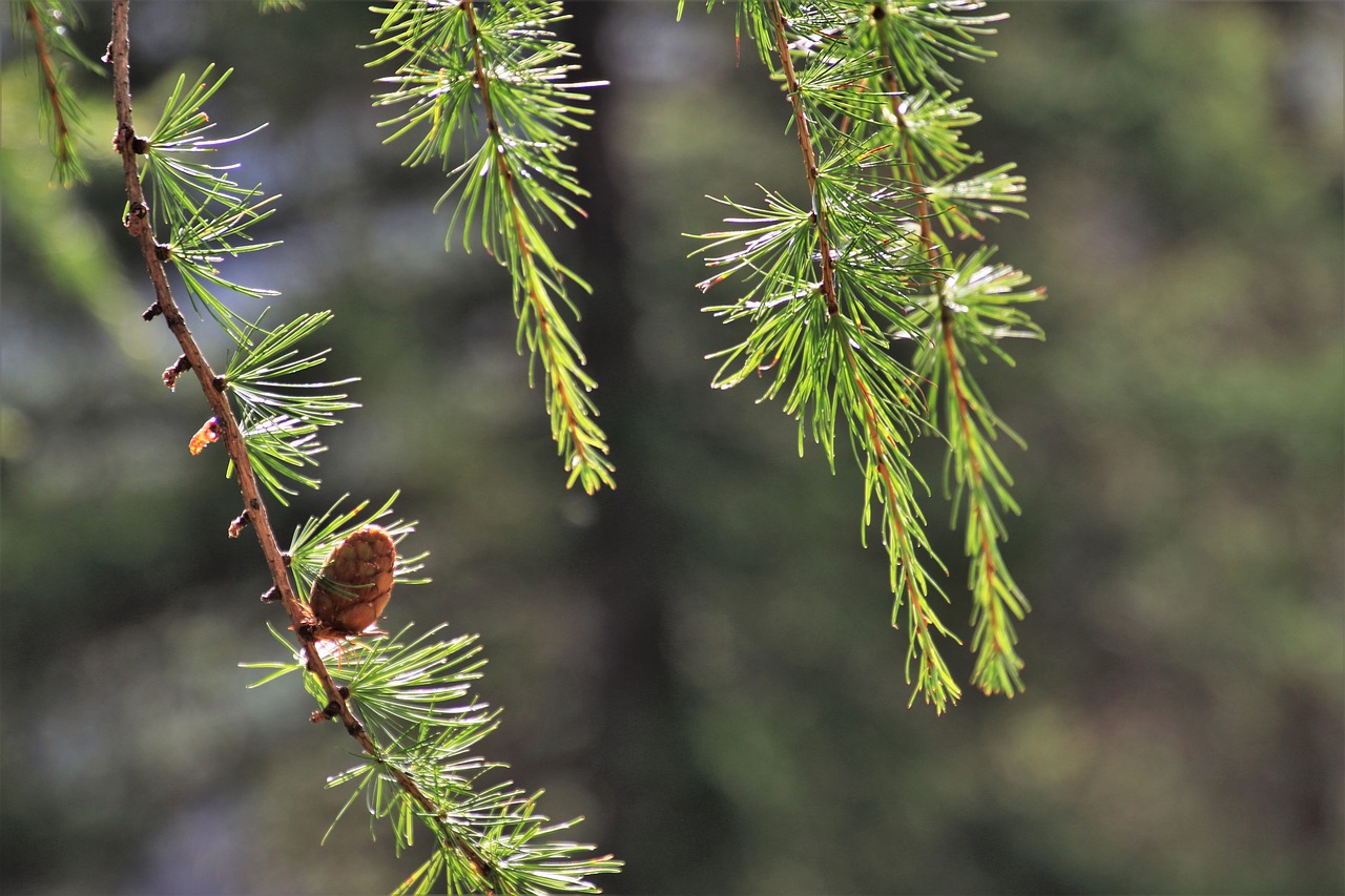 larch  nature  pine cone free photo