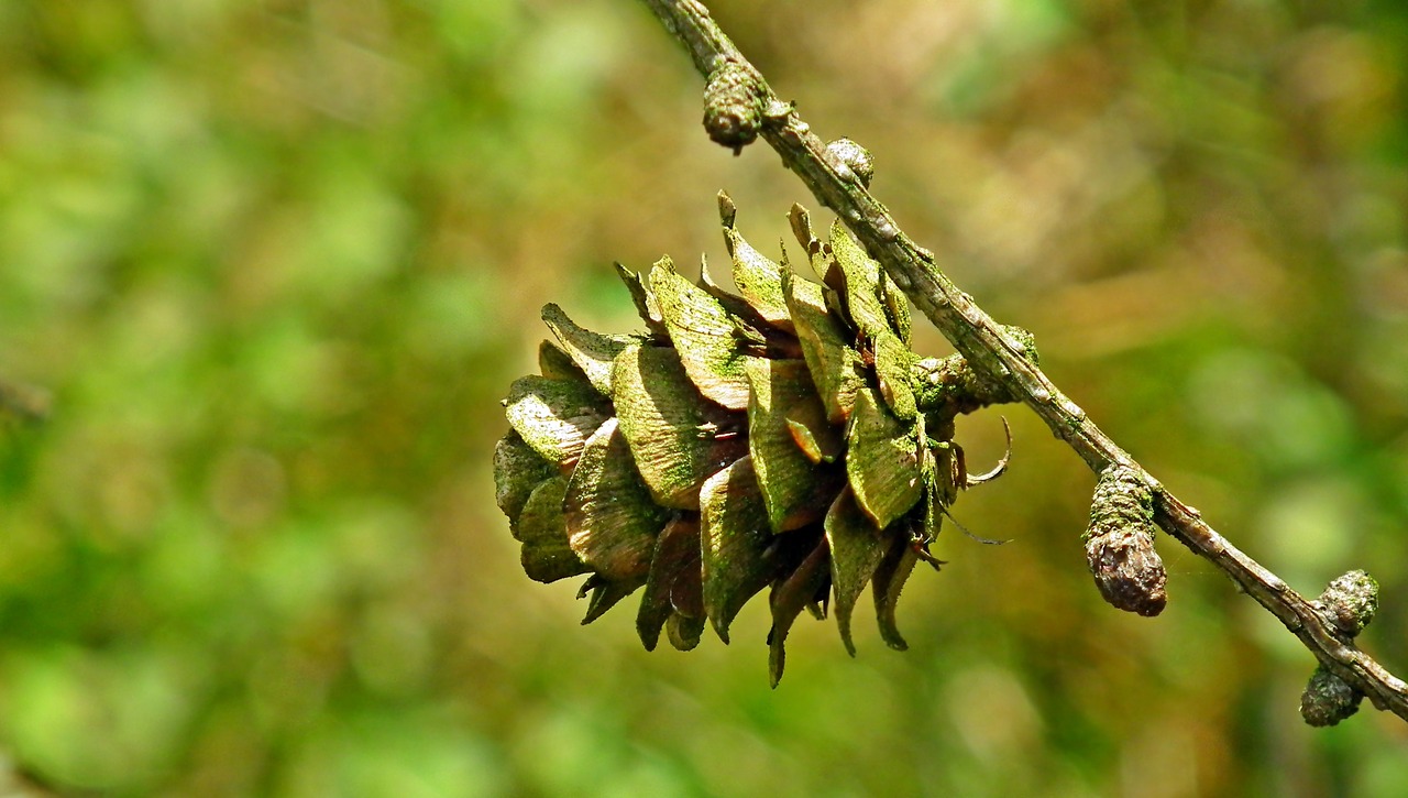 larch  sprig  pine cone free photo