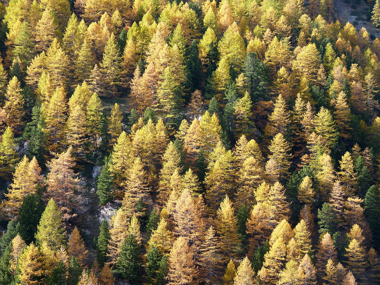 larch  fall  alps free photo