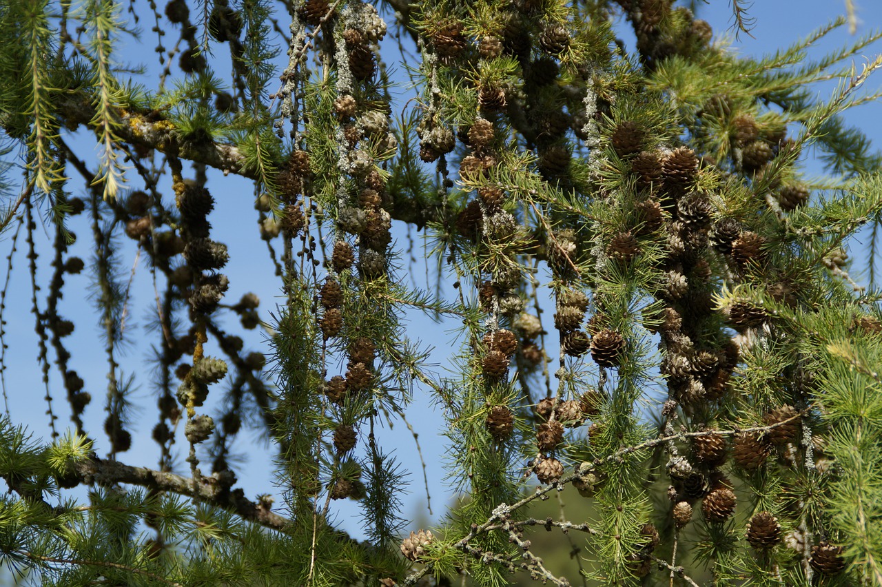 larch conifer tree free photo