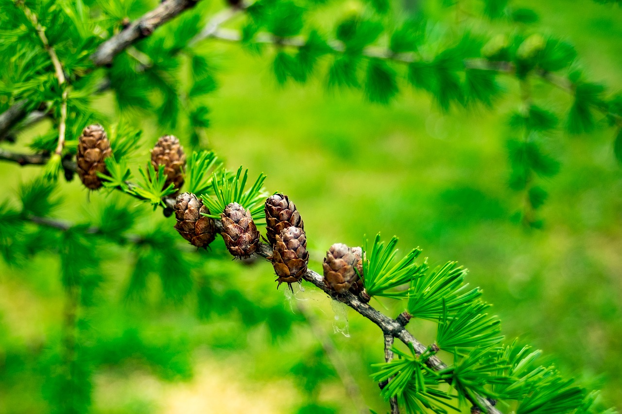 larch  larix  tree free photo