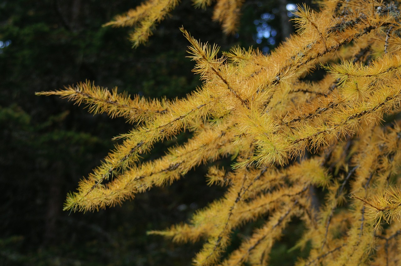 larch tree autumn free photo