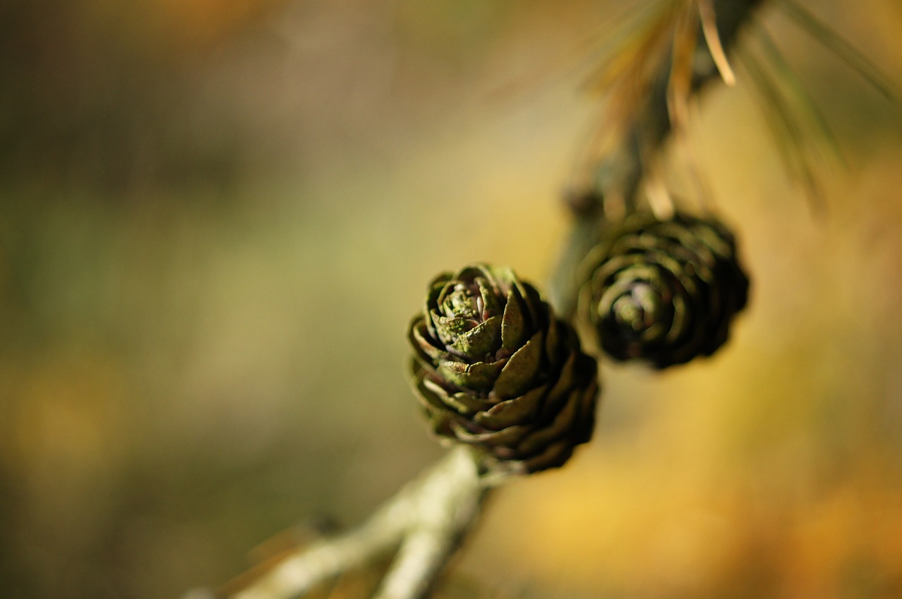 larch cones tap nature free photo