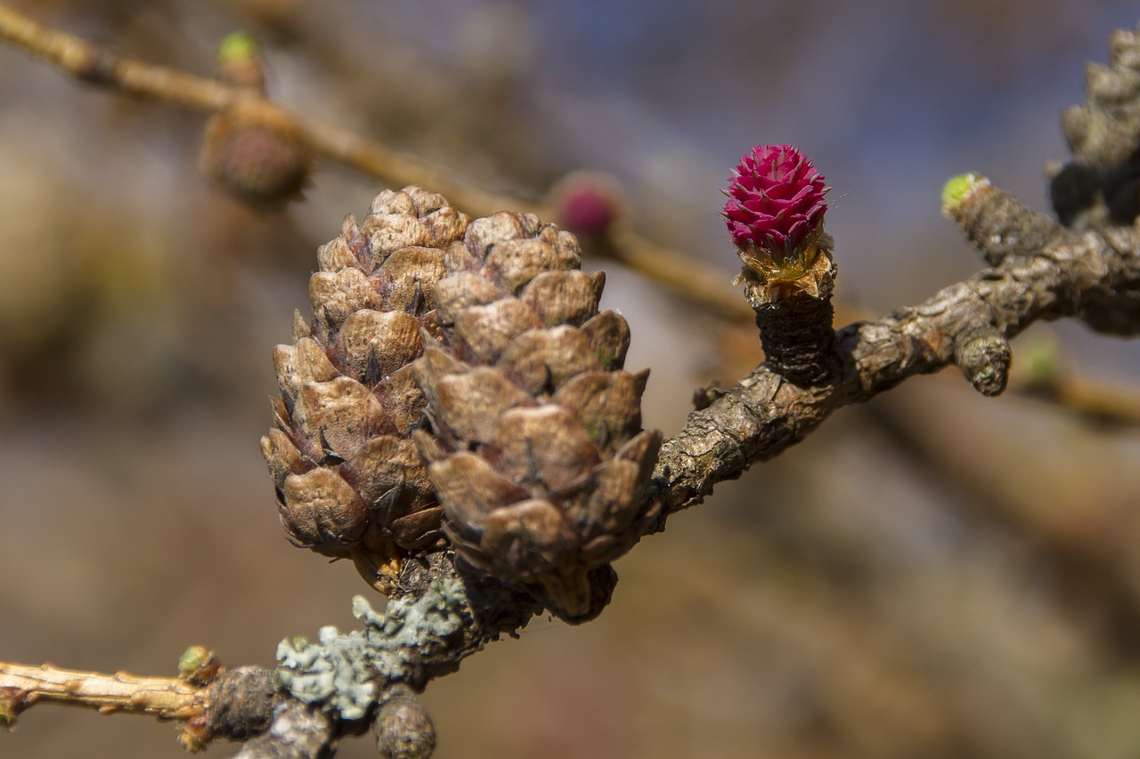 larch flower larch conifer free photo