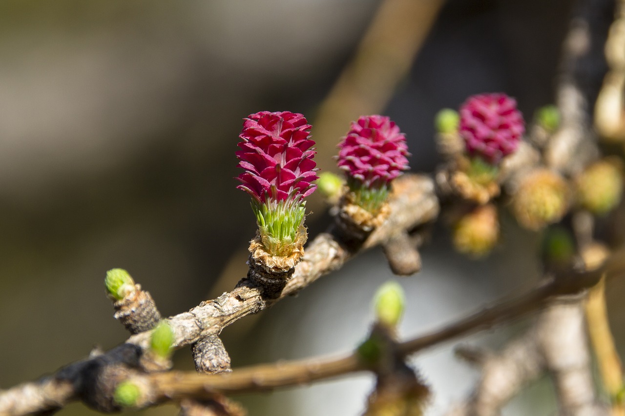 larch flower larch conifer free photo