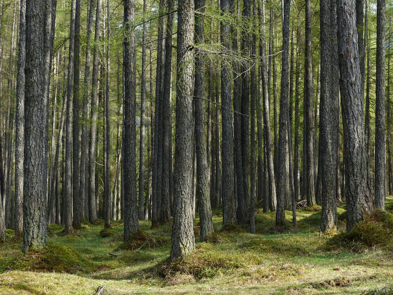 larch forest forest larch free photo