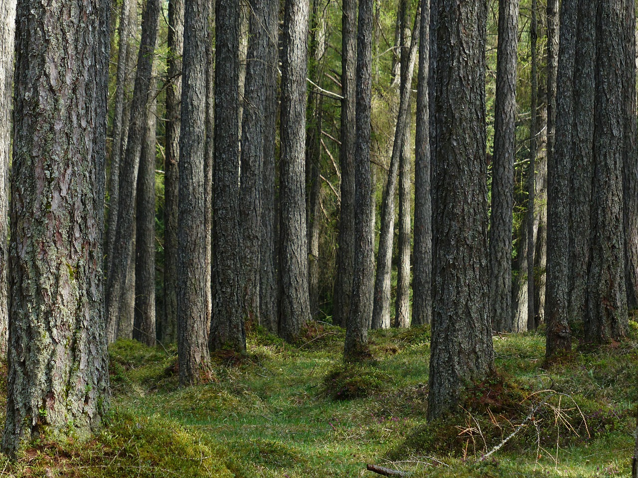 larch forest forest larch free photo