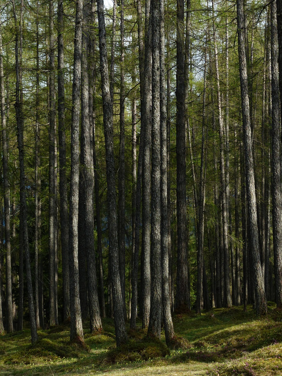 larch forest forest larch free photo