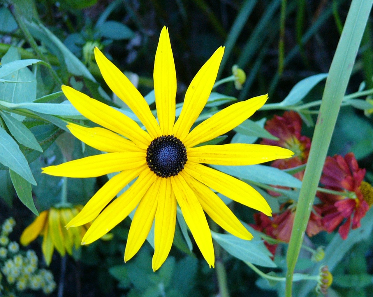 large yellow flower free photo