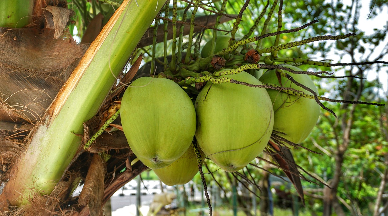 large coconut cooking free photo