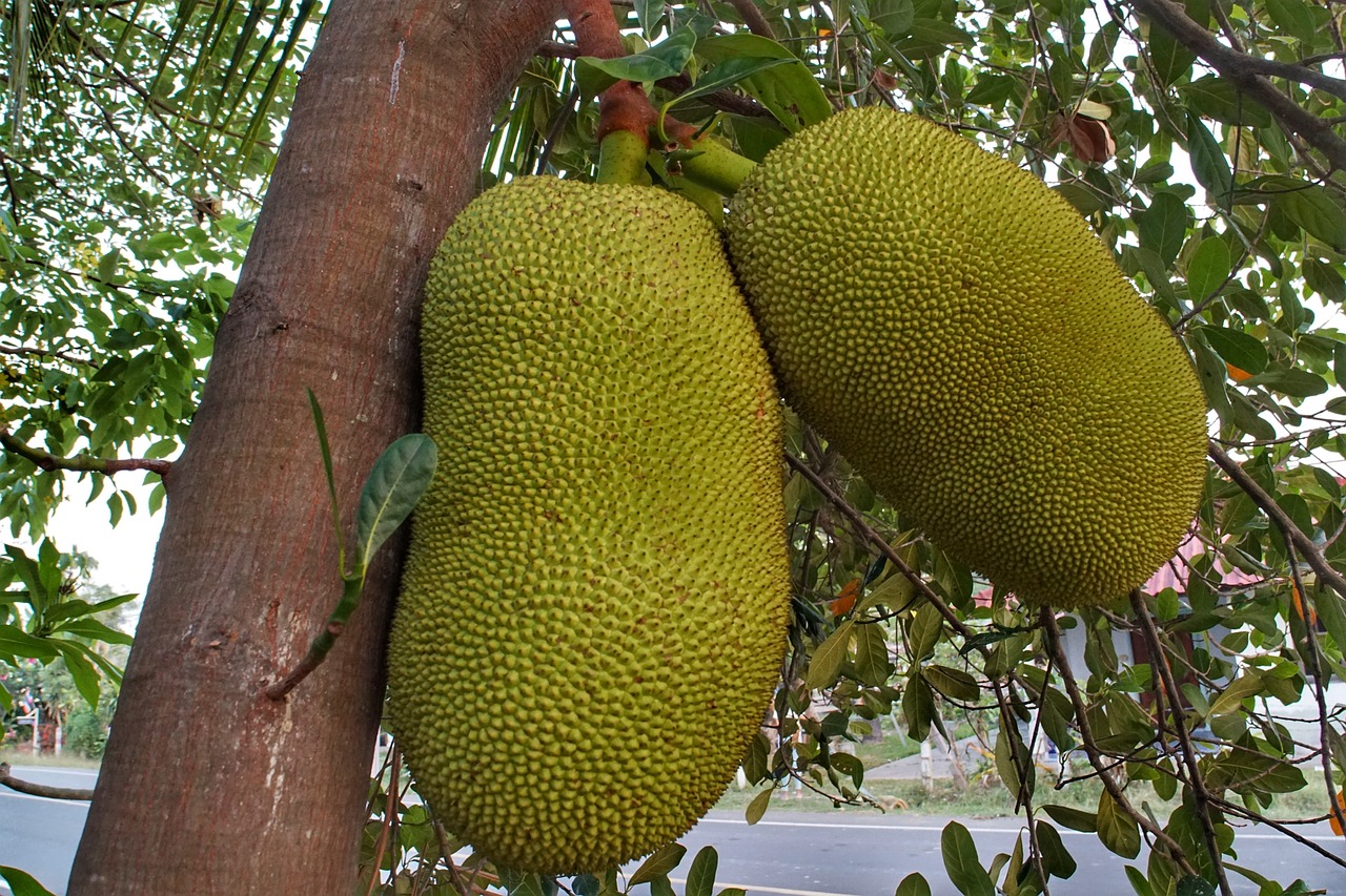 large  jackfruit  growing free photo