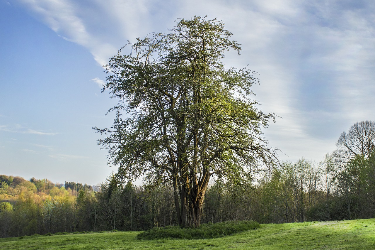 large tree alone free photo