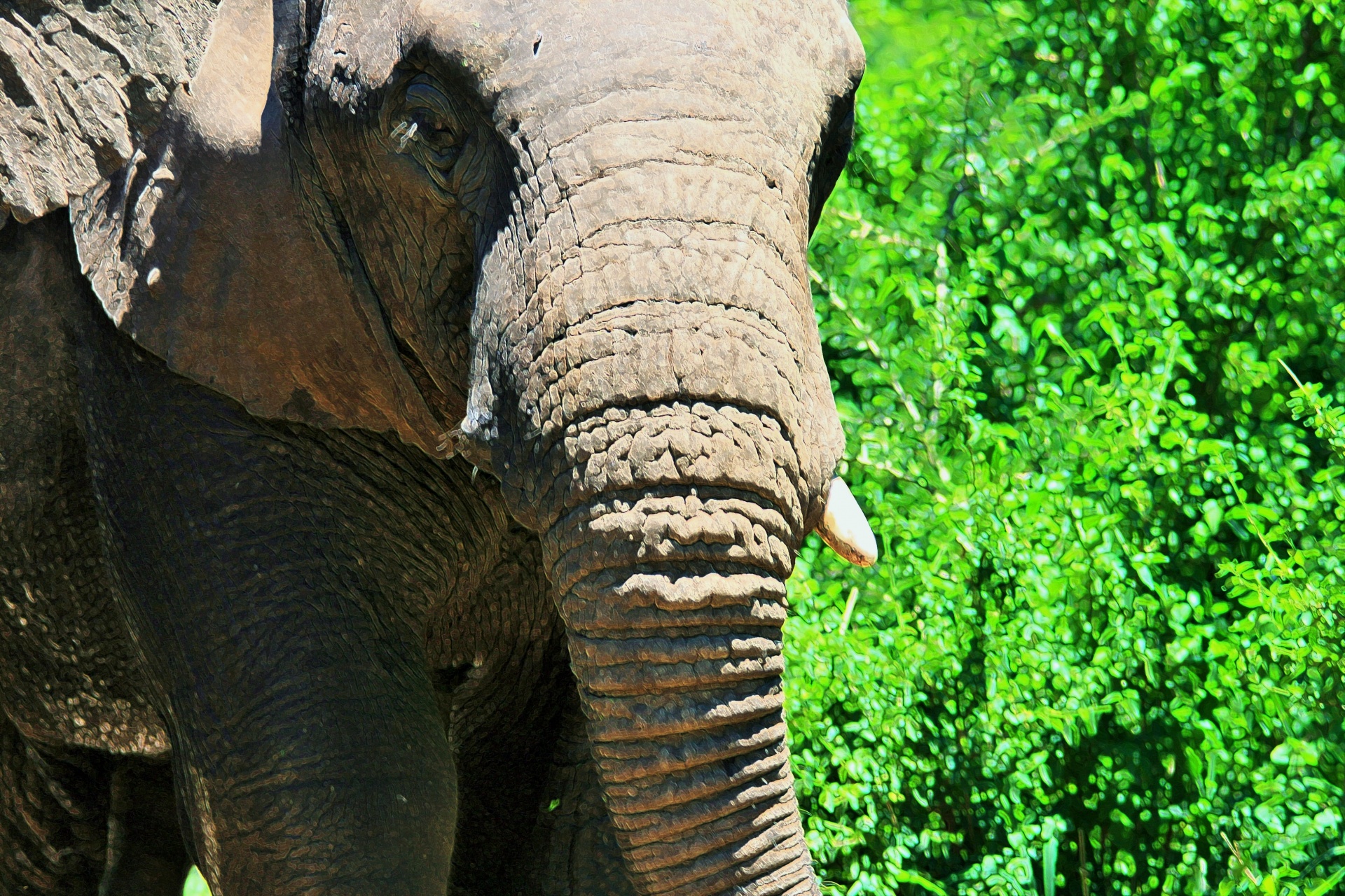 animal elephant african free photo